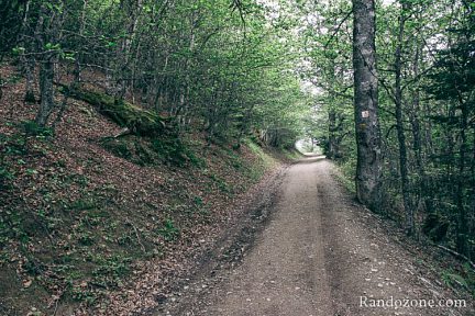 Large piste pour taverser la forêt