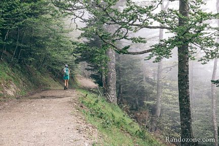 Piste dans la forêt et le brouillard