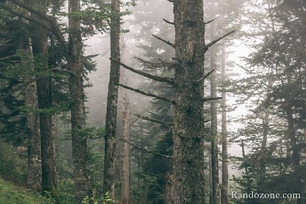 La forêt est très belle avec ce brouillard