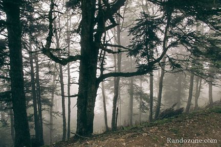 Les arbres ressemblent à des fantômes