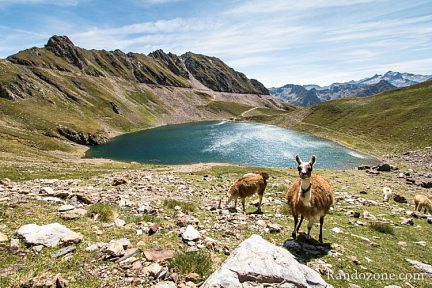 Lamas devant le lac d'Oncet