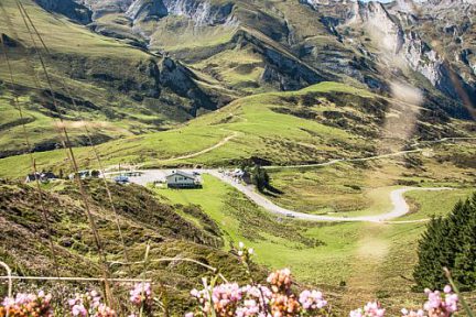Fleurs et col du Soulor