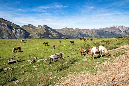 Plateau avec les chevaux