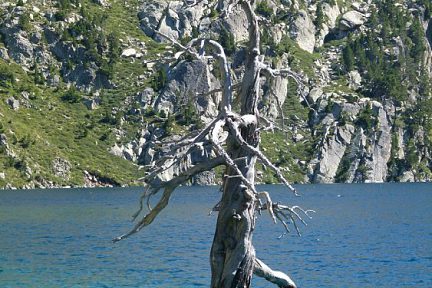 Arbre mort sur Estany Negre
