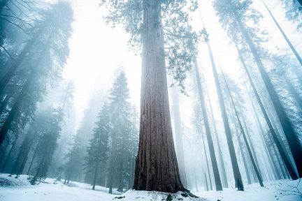 Silent Giant Forest