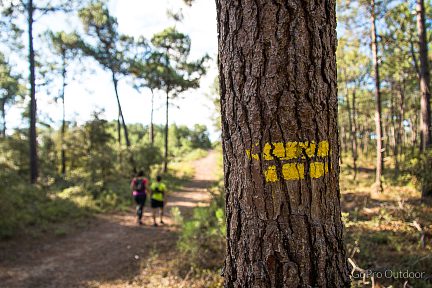 Randonnée dans la forêt sur sentier balisé