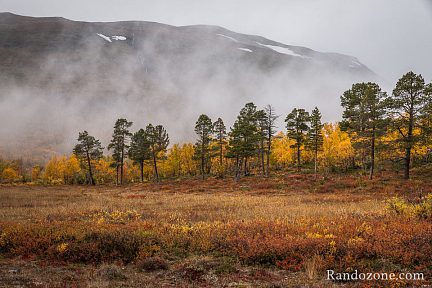 Brouillard dans le parc d'Abisko