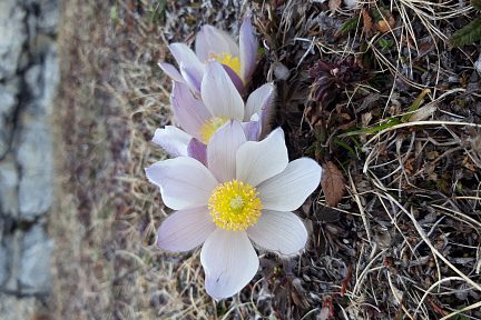 Anemone printaniere