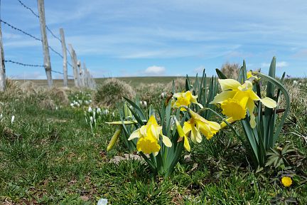 Le printemps renait dans le Parc Naturel d'Aubrac