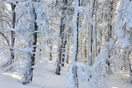 Passage difficile en raquettes à neige sous les sapins enneigés