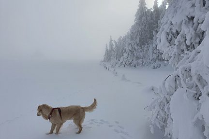 Mon chien qui s'amuse dans la neige en bas du Puy de Gudette
