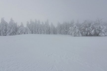 Les sapins en bord de route sur le plateau 