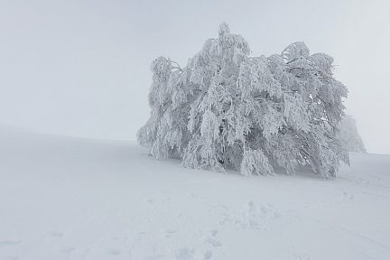 Dans le silence et le froid du Parc Naturel Régional d'Aubrac
