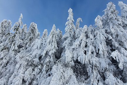 Les sapins crêpis de neige en lisière
