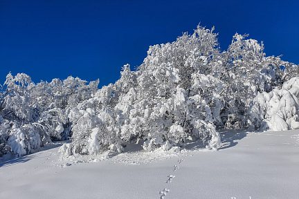 Il fait un grand soleil mais avec - 10 degrés la neige reste accrochée aux arbres