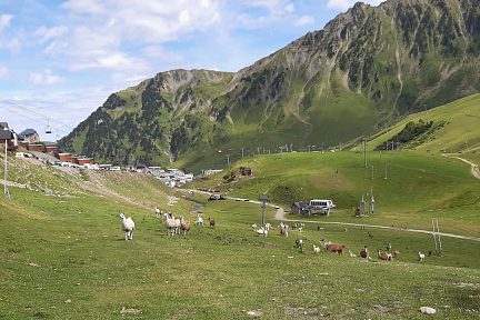 Troupeau de lamas à La Mongie, au pied du Tourmalet