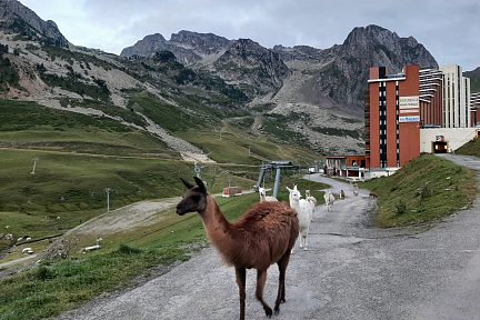 Lamas à La Mongie Tourmalet