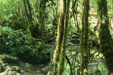 Gourgue d'Asque, Petite Amazonie des Pyrénées, vue 1
