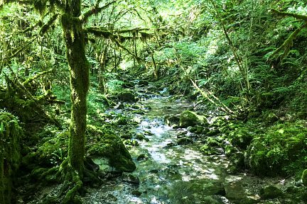 Gourgue d'Asque, Petite Amazonie des Pyrénées, vue 2