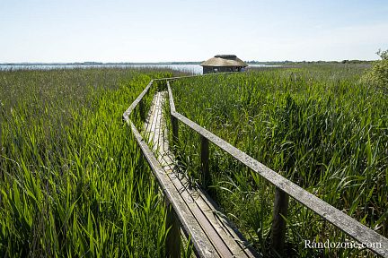 Les passerelles permettent de marcher au milieu des roseaux