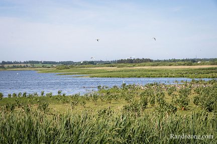 Les oiseaux sont là et on voit parfaitement les oies