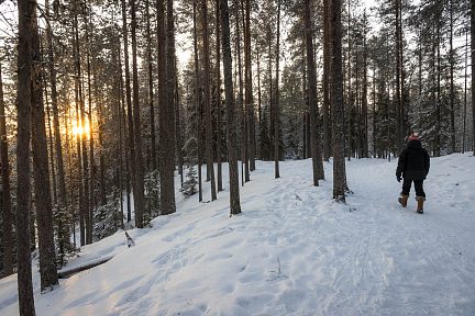 Soleil levant à travers les arbres