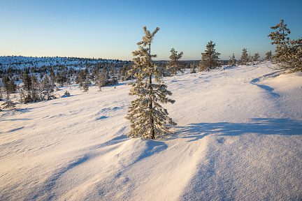 Normalement les arbres sont recouverts de neige à cet endroit
