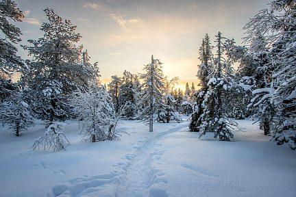 Randonnée dans la forêt magique de Pikku Syöte