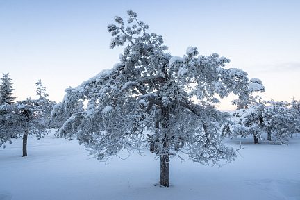 Arbres pétrifiés par le froid en Finlande