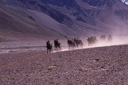 Mules