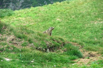 Marmottes au bord du lac