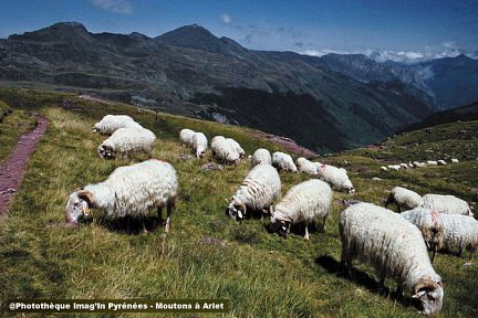 Moutons à Arlet
