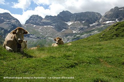 Vaches dans le cirque d'Estaubé