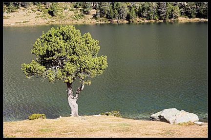 Arbre près du lac d'Aumar