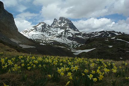 Pic du Midi d'Ossau et jonquilles depuis la crête frontière