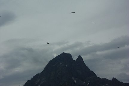 Vautours autour du pic du Midi d'Ossau, montée au pic d'Aule