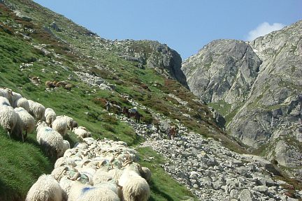 Bergers et troupeau sur les estives de Campo Plano