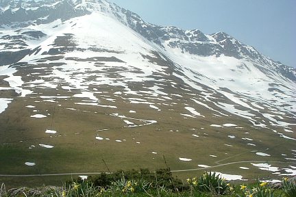 Jonquilles au col de Jaüt, sous le pic du Moulle de Jaüt