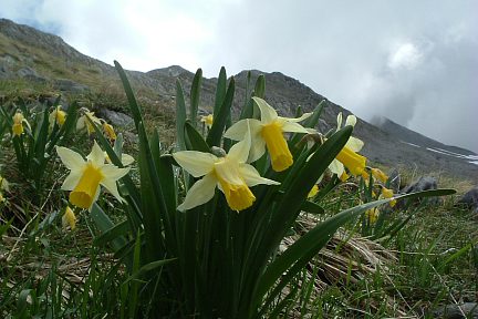 Jonquilles sur la crête de Coos vers le pic du Moulle de Jaüt