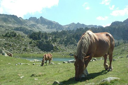 Chevaux près du lac de Cueyla Gran sous le pic d'Aygues-Cluses