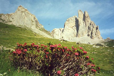 Rhododendrons au col de la Chourique, vue sur Pétragème et Ansabère