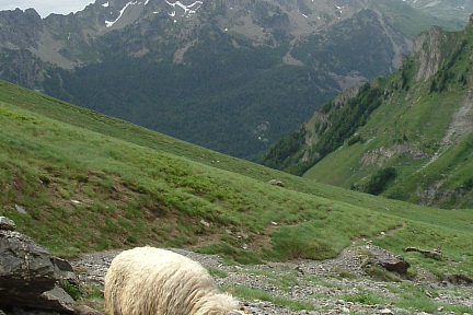Brebis blessée secourue près de la cabane d'Aule, sous l'Ossau