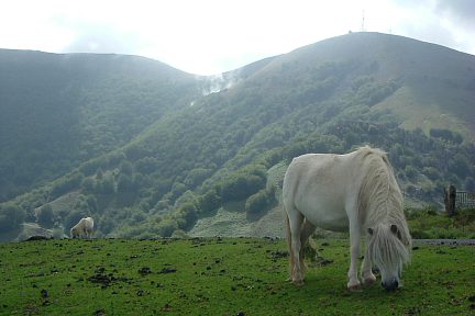 Gorramakil Gorramendi : troupeau de pottoks