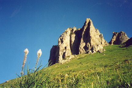 Asphodèles sous les falaises Sud-Est du Lauriolle