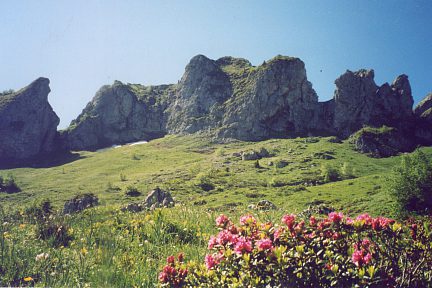 Rhododendrons sous les falaises Nord du Lauriolle