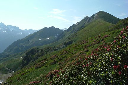Rhododendrons sous la crête de la Sagette de Buzy