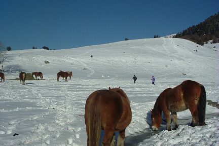 Chevaux sur le plateau de Roland au Bénou
