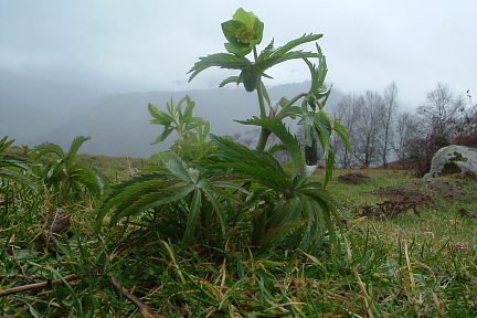 Fleurs au départ de la crête de Lazerque