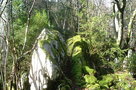 Crête de Lazerque encombrée d'arbres (1266 m)
