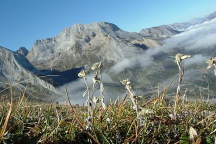 Edelweiss sur la crête de la Latte de Bazen face au pic de Ger